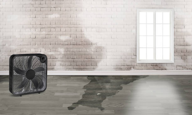 Best Water damage restoration near me  in Muleshoe, TX